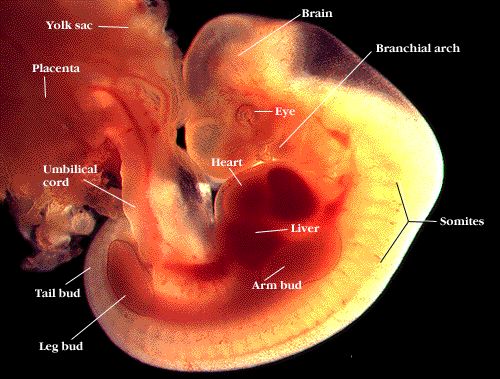 fetus at 6 weeks. About 6 weeks embryo